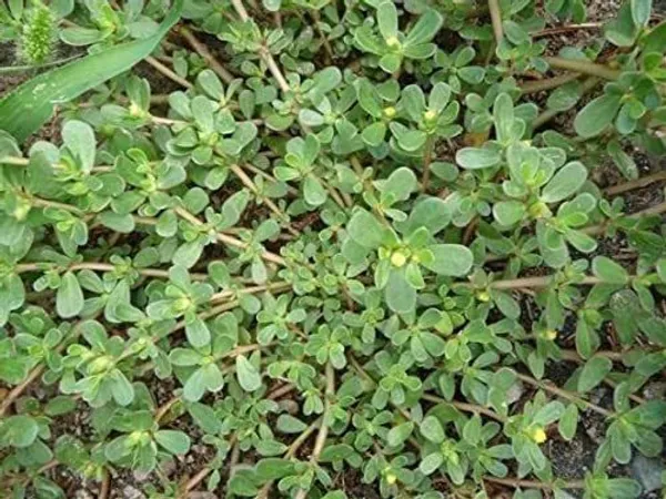 Portulaca_Plant_(Hybrid,_Pack_of_1)