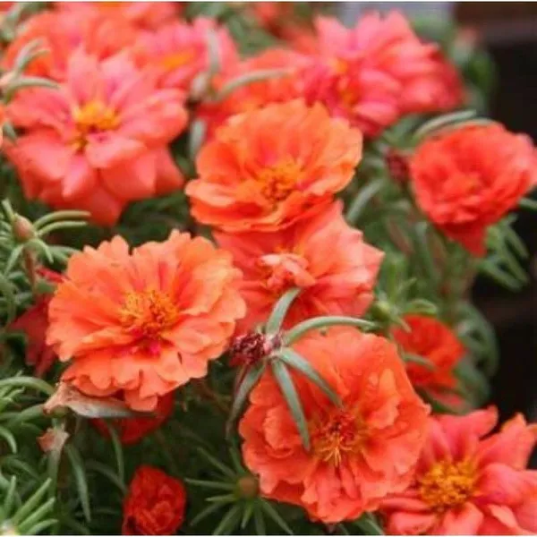 Portulaca_Plant_(Hybrid,_Pack_of_1)