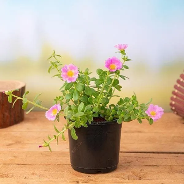 Portulaca_Plant_(Hybrid,_Pack_of_1)
