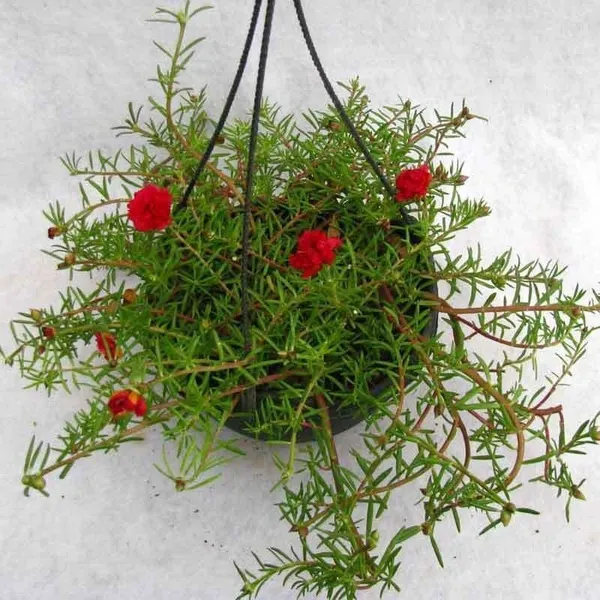 Portulaca_Plant_(Hybrid,_Pack_of_1)