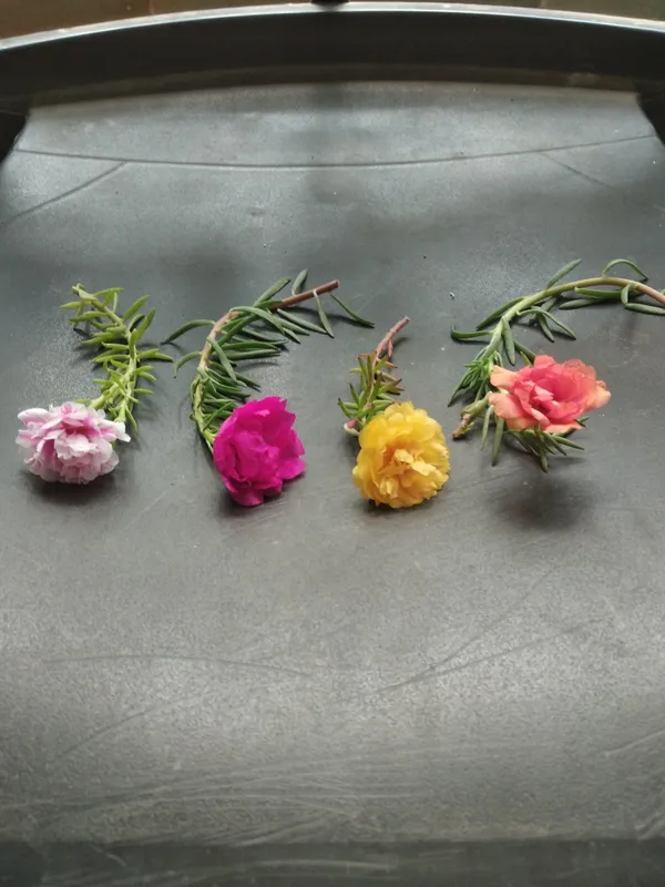 Portulaca_Plant_(Hybrid,_Pack_of_1)