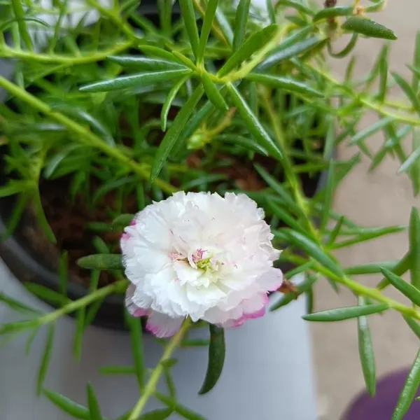 Portulaca_Plant_(Hybrid,_Pack_of_1)