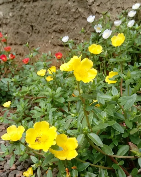 Portulaca_Plant_(Hybrid,_Pack_of_1)