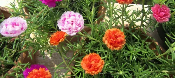 Portulaca_Plant_(Hybrid,_Pack_of_1)
