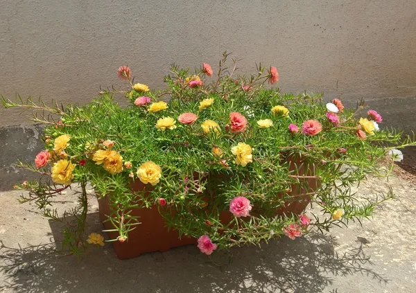 Portulaca_Plant_(Hybrid,_Pack_of_1)