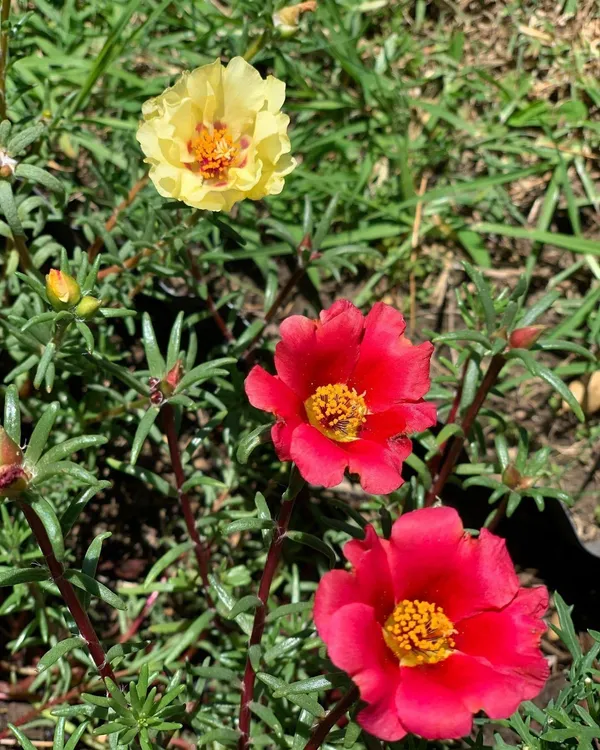 Portulaca_Plant_(Hybrid,_Pack_of_1)