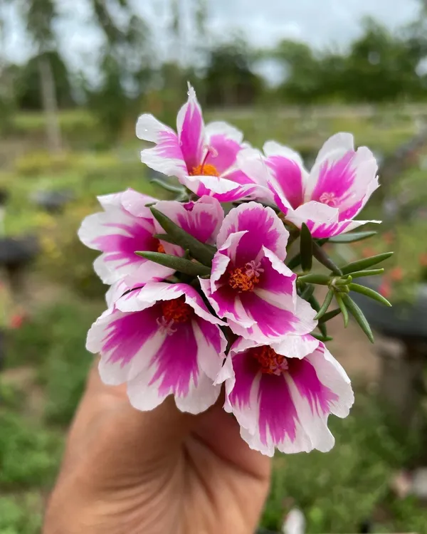 Portulaca_Plant_(Hybrid,_Pack_of_1)