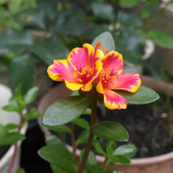 Portulaca_Plant_(Hybrid,_Pack_of_1)