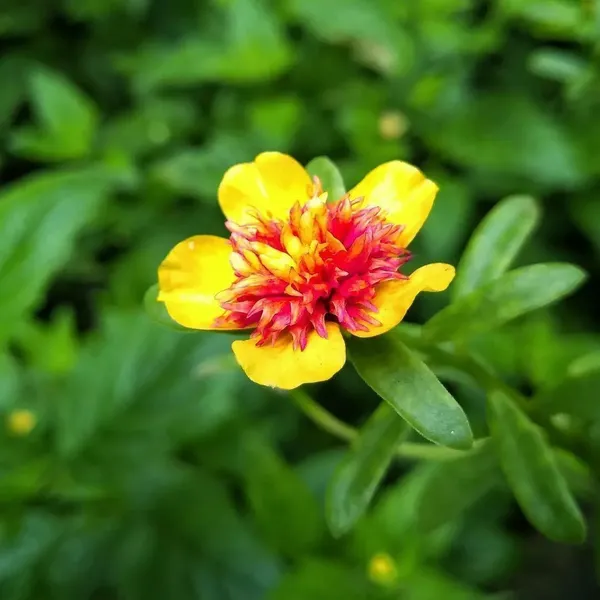 Portulaca_Plant_(Hybrid,_Pack_of_1)