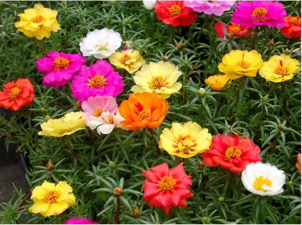 Portulaca_Plant_(Hybrid,_Pack_of_1)