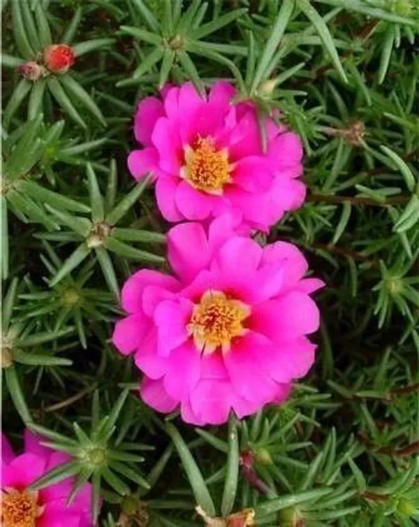 Portulaca_Plant_(Hybrid,_Pack_of_1)