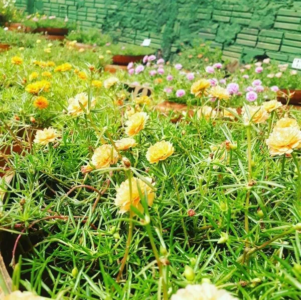 Portulaca_Plant_(Hybrid,_Pack_of_1)