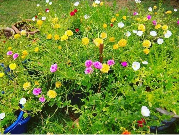 Portulaca_Plant_(Hybrid,_Pack_of_1)