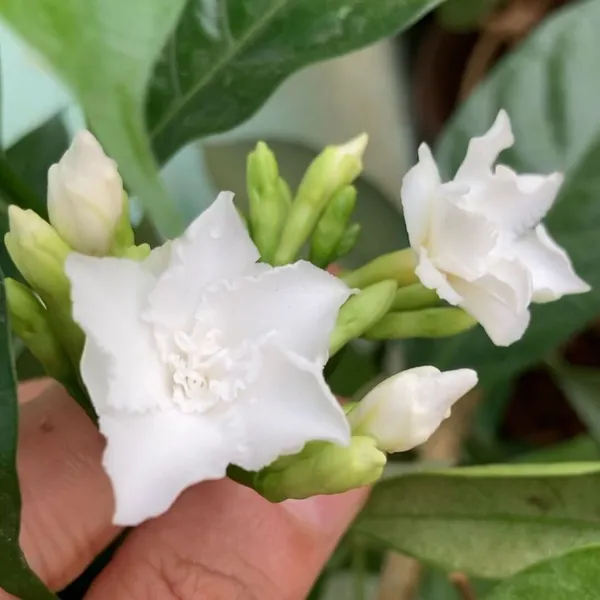 Jasmine_Plant_(Hybrid,_Pack_of_1)