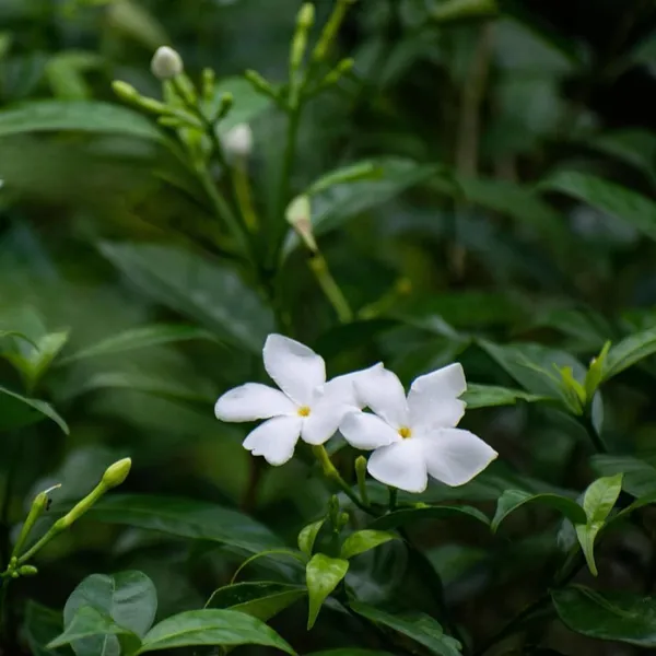 Jasmine_Plant_(Hybrid,_Pack_of_1)