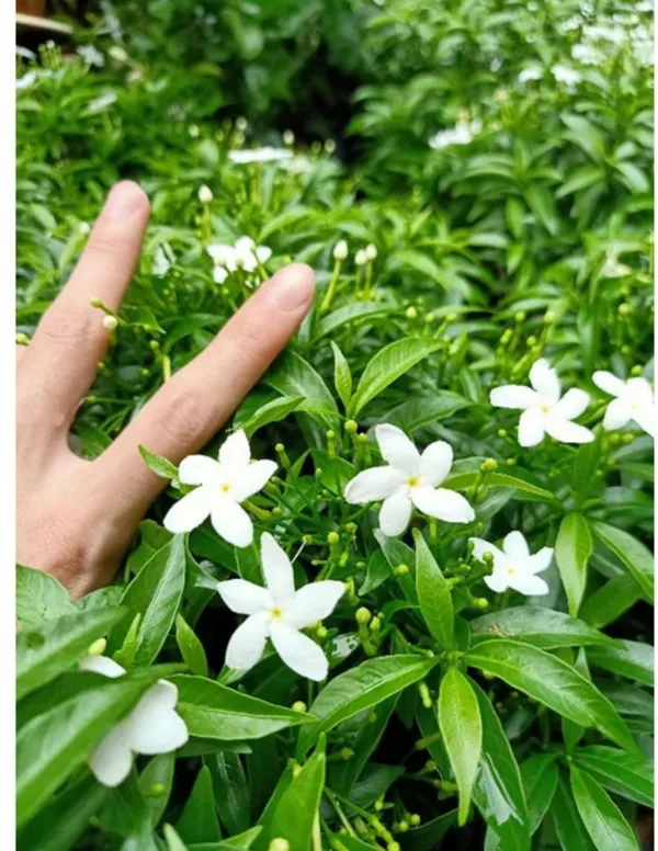 Jasmine_Plant_(Hybrid,_Pack_of_1)