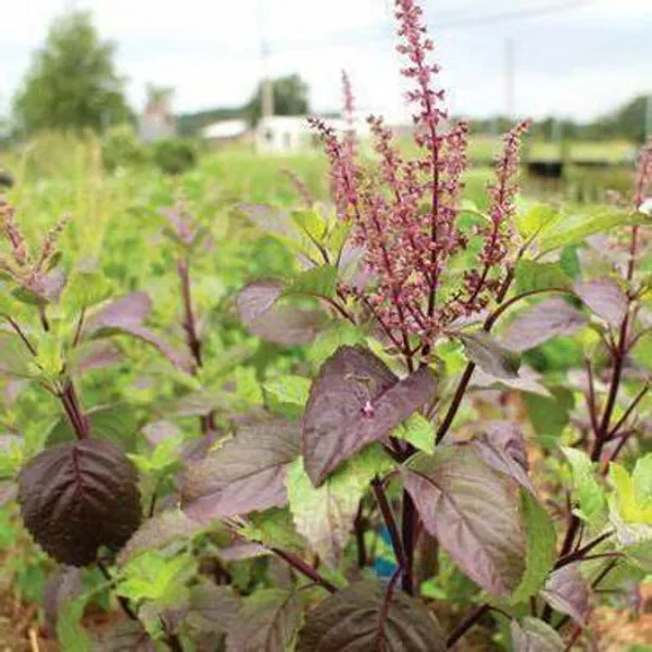 Basil_Plant_(Hybrid,_Pack_of_1)