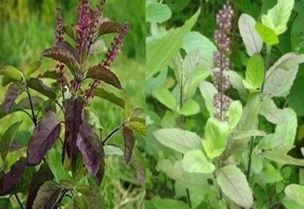 Tulsi_Plant_(Hybrid,_Pack_of_1)