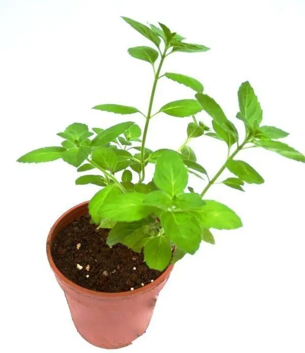 Tulsi_Plant_(Hybrid,_Pack_of_1)