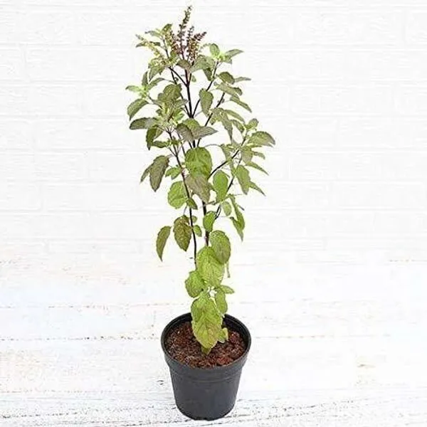 Tulsi_Plant_(Hybrid,_Pack_of_1)