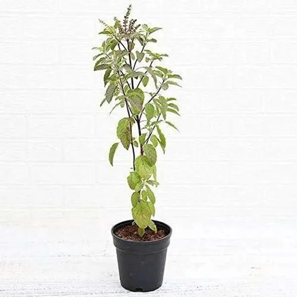 Tulsi_Plant_(Hybrid,_Pack_of_1)