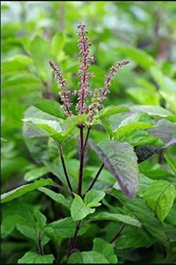 Tulsi_Plant_(Hybrid,_Pack_of_1)