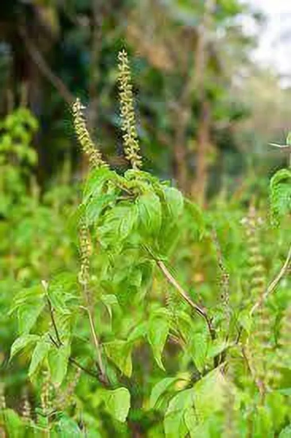 Tulsi_Plant_(Hybrid,_Pack_of_1)