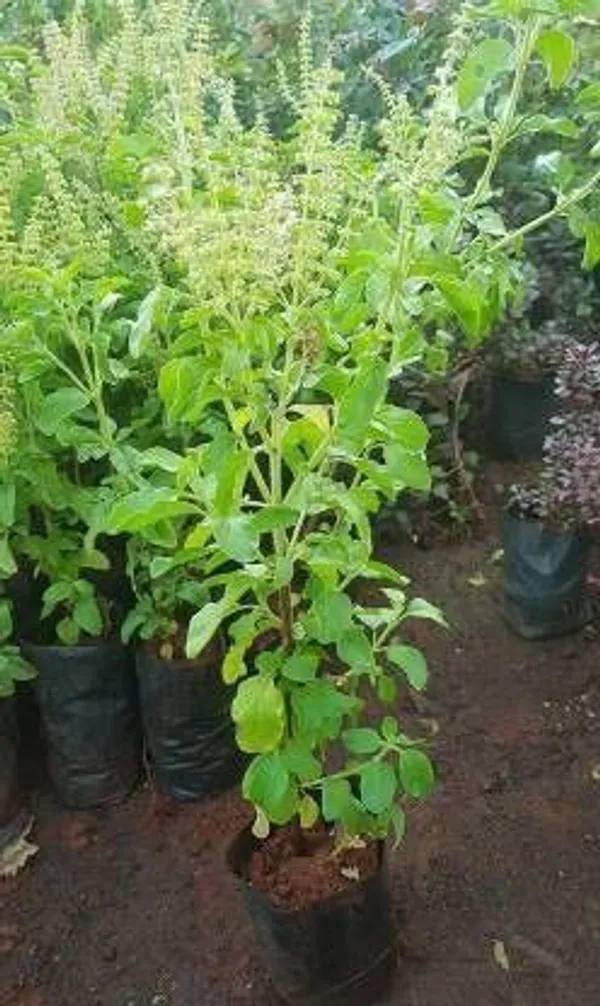 Tulsi_Plant_(Hybrid,_Pack_of_1)