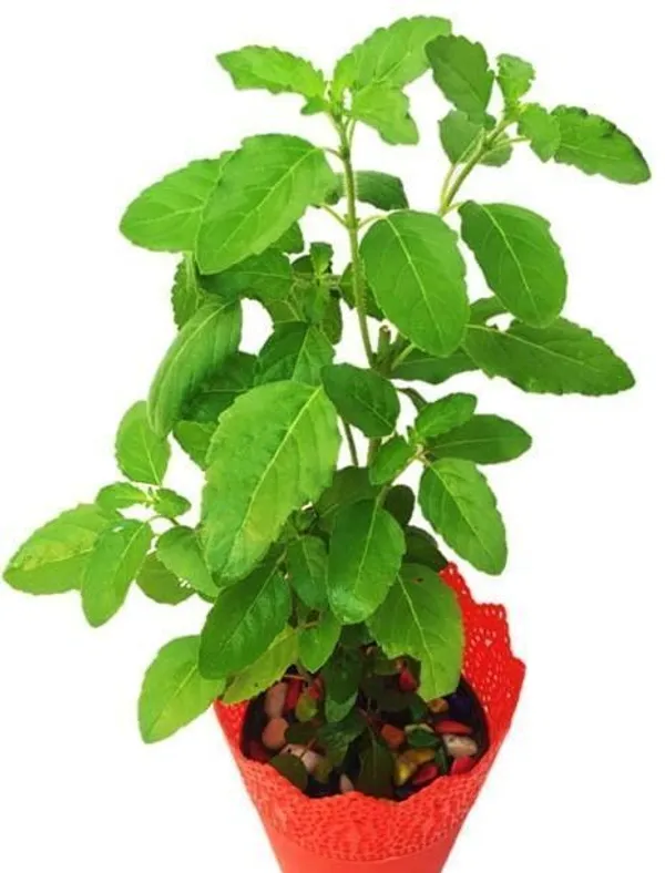 Tulsi_Plant_(Hybrid,_Pack_of_1)