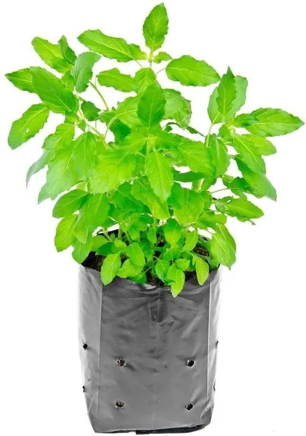 Tulsi_Plant_(Hybrid,_Pack_of_1)