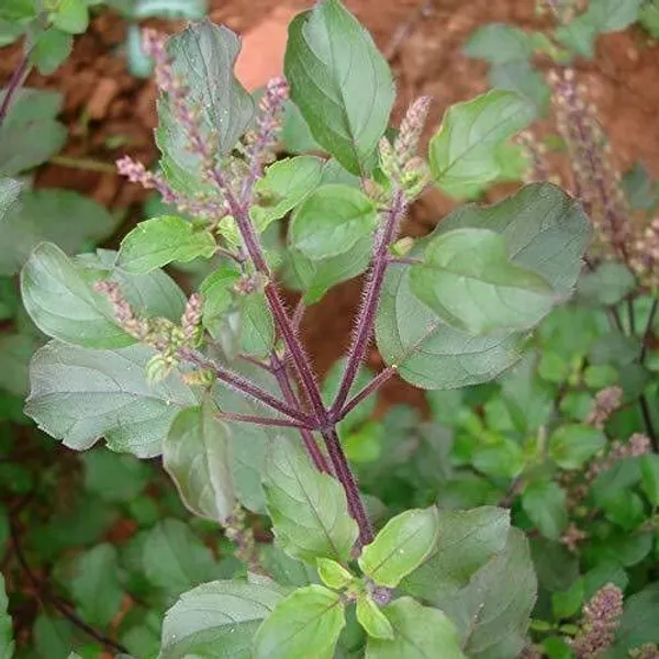 Tulsi_Plant_(Hybrid,_Pack_of_1)