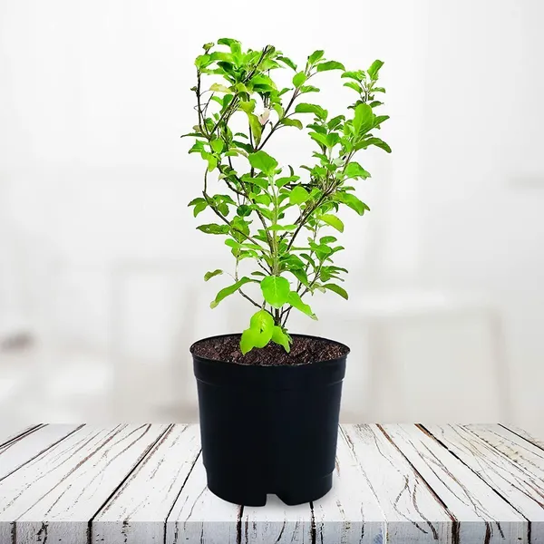 Tulsi_Plant_(Hybrid,_Pack_of_1)