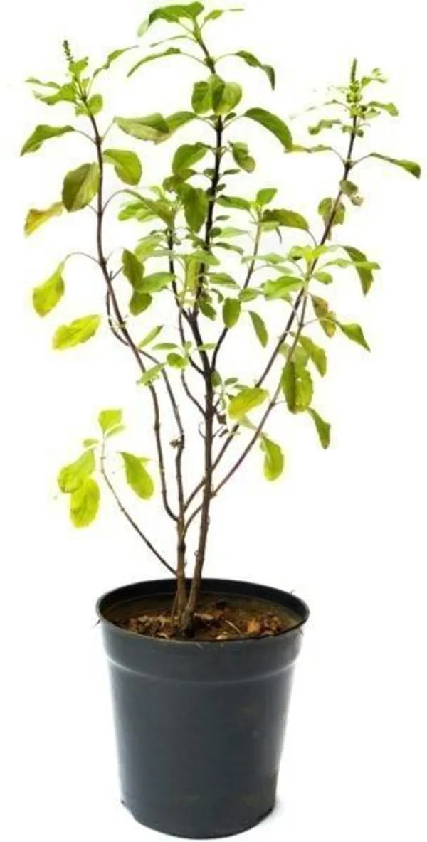 Tulsi_Plant_(Hybrid,_Pack_of_1)