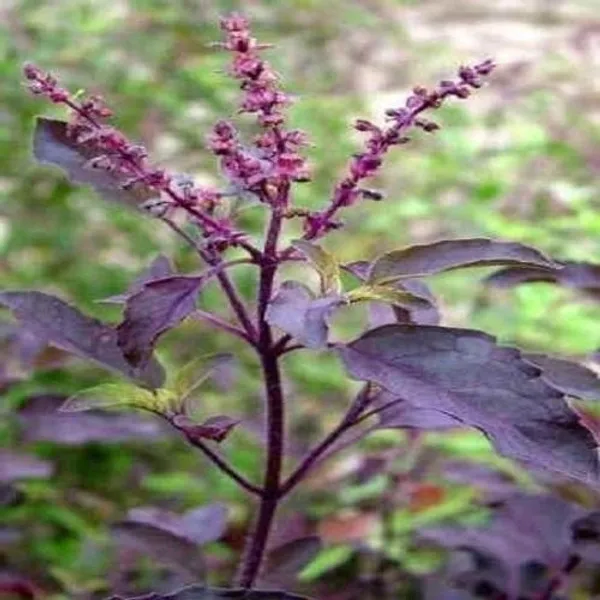 Tulsi_Plant_(Hybrid,_Pack_of_1)