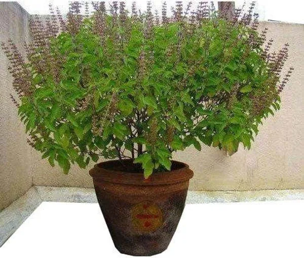 Tulsi_Plant_(Hybrid,_Pack_of_1)