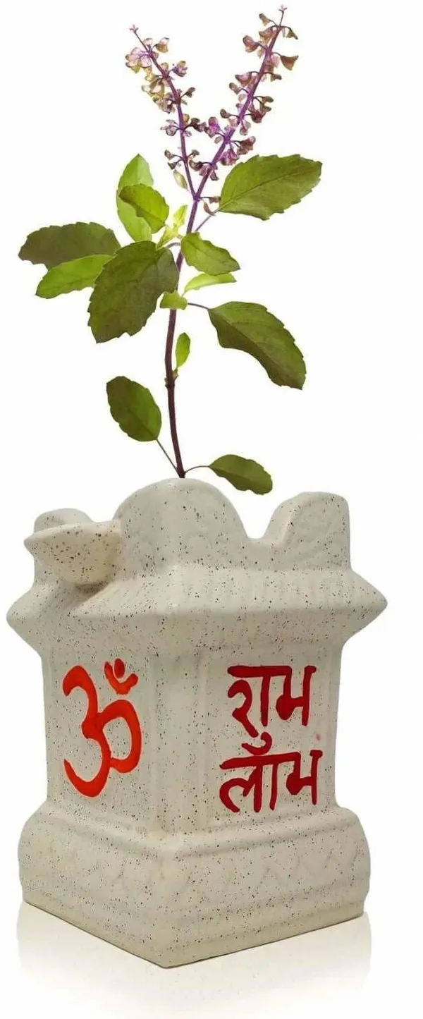 Tulsi_Plant_(Hybrid,_Pack_of_1)