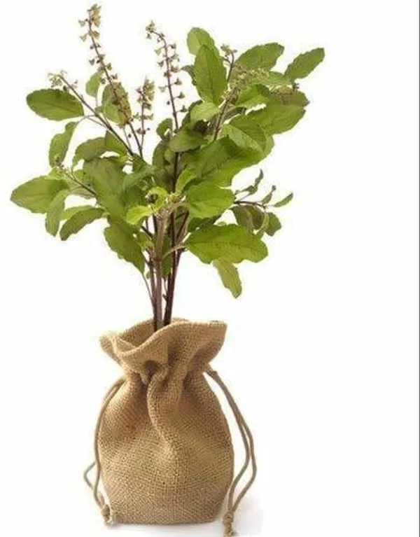 Tulsi_Plant_(Hybrid,_Pack_of_1)