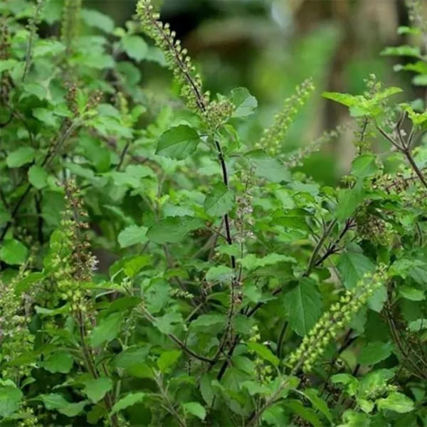 Basil_Plant_(Hybrid,_Pack_of_1)