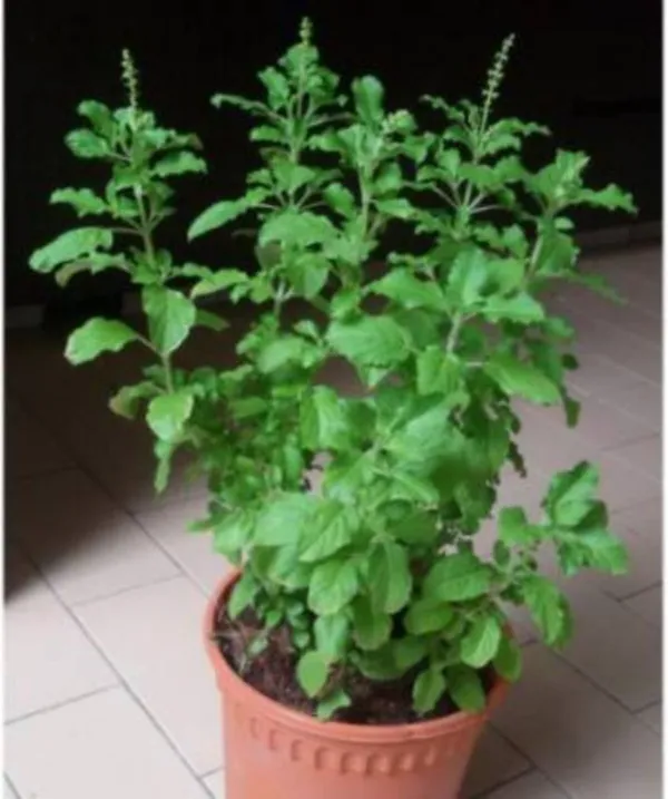 Basil_Plant_(Hybrid,_Pack_of_1)