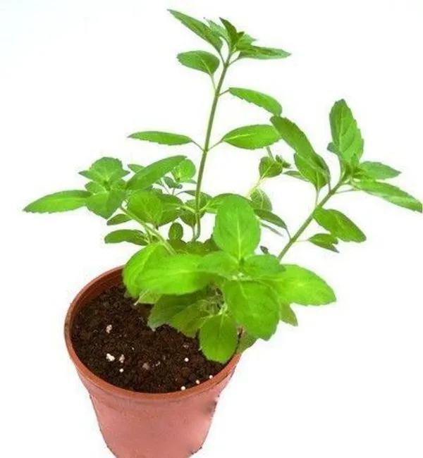 Tulsi_Plant_(Hybrid,_Pack_of_1)