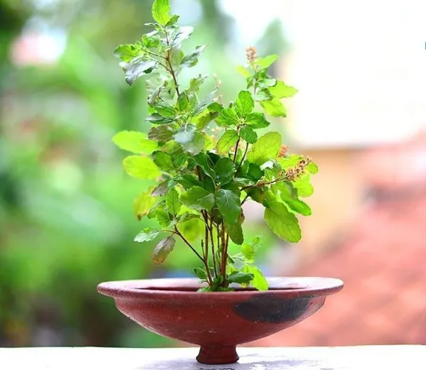 Tulsi_Plant_(Hybrid,_Pack_of_1)