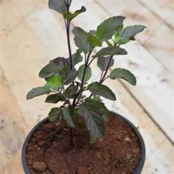 Money_Plant_(Hybrid,_Pack_of_1)