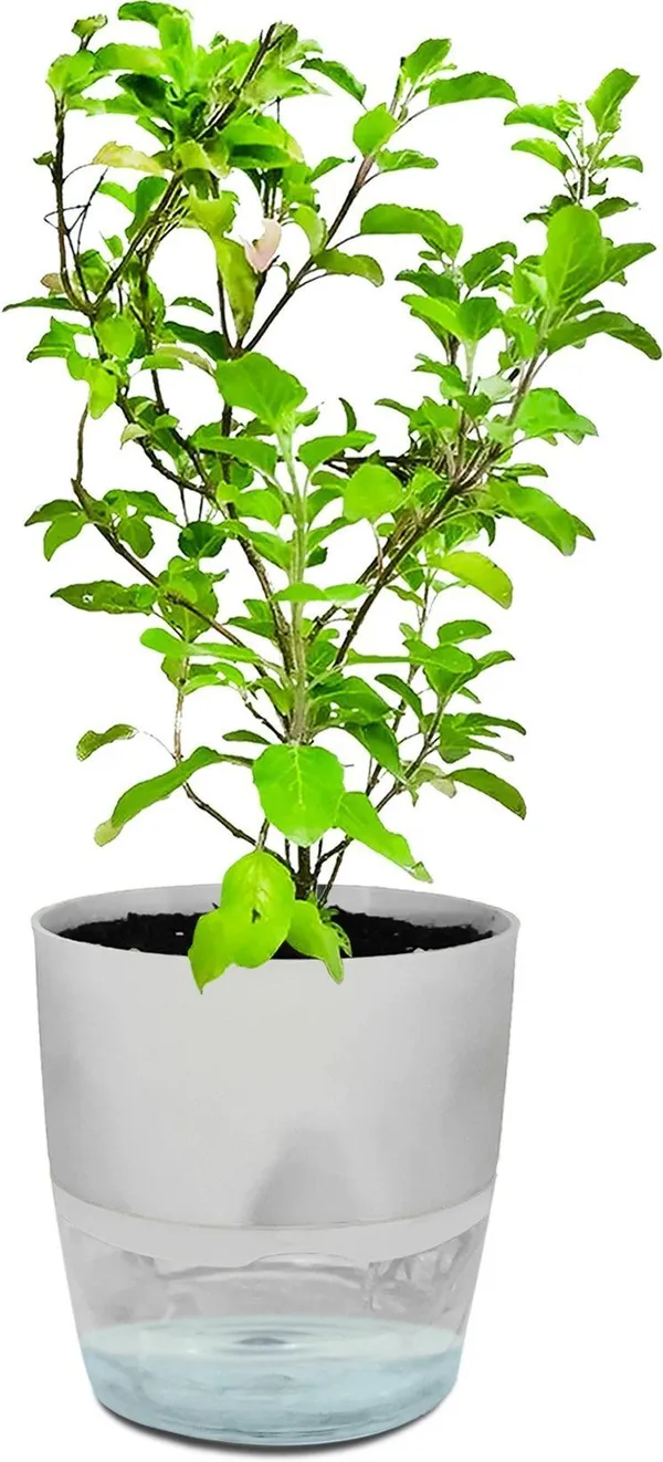 Tulsi_Plant_(Hybrid,_Pack_of_1)