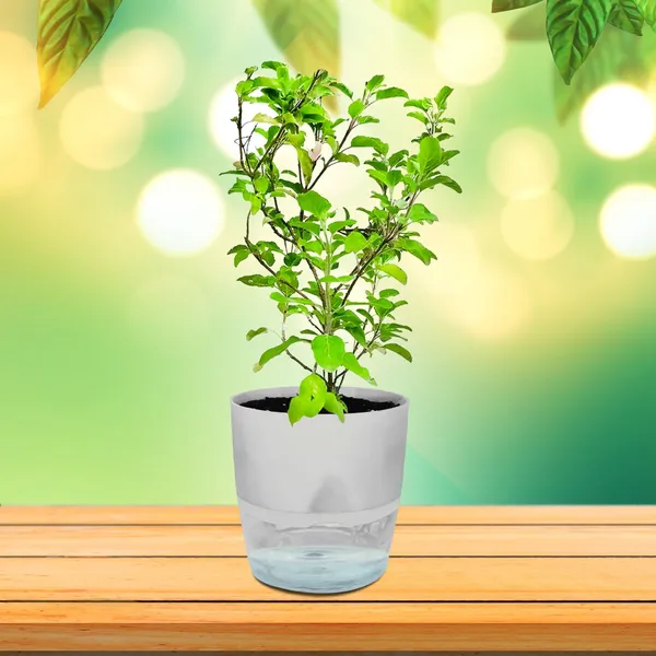 Tulsi_Plant_(Hybrid,_Pack_of_1)