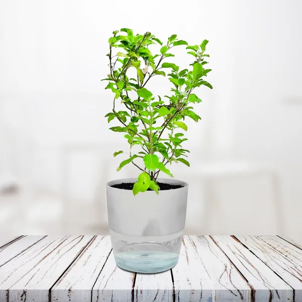 Tulsi_Plant_(Hybrid,_Pack_of_1)