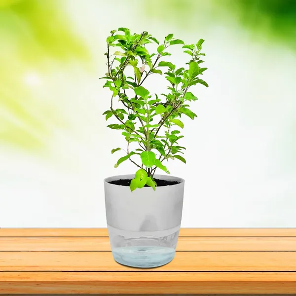 Tulsi_Plant_(Hybrid,_Pack_of_1)