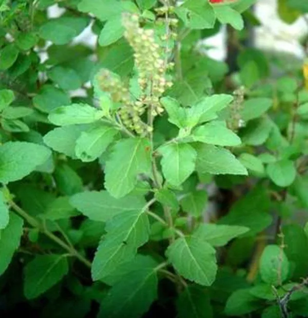 Tulsi_Plant_(Hybrid,_Pack_of_1)