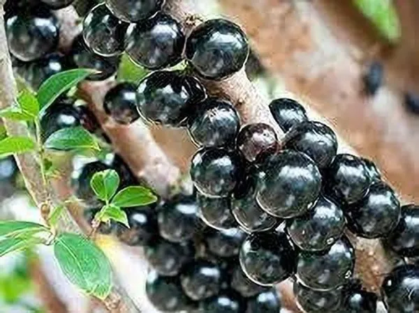 Jaboticaba_Plant_(Hybrid,_Pack_of_1)