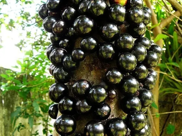 Jaboticaba_Plant_(Hybrid,_Pack_of_1)