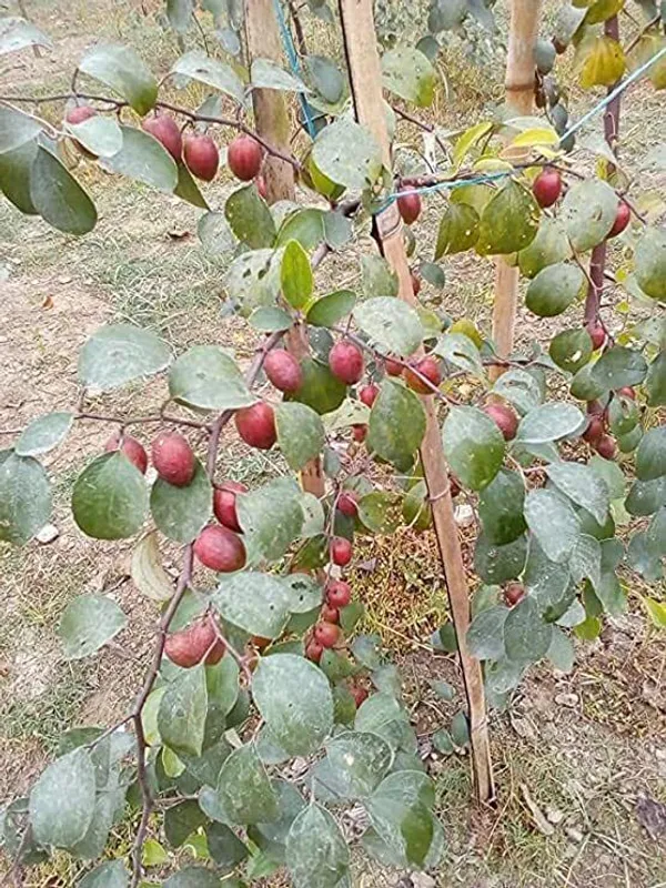 Ber_Apple_Plant_(Hybrid,_Pack_of_1)